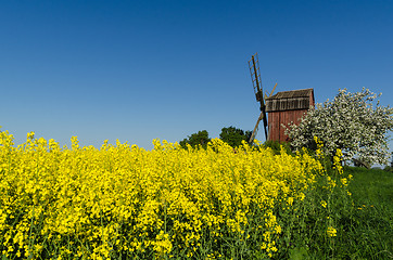 Image showing Old windmill by blossom rapeseed field and apple tree