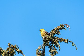 Image showing Beautiful male Yellowhammer