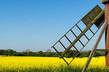 Image showing Old windmill by a blossom rapeseed field
