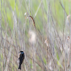 Image showing Male Reed Bunting in natural habitat