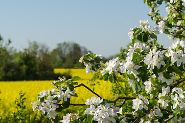 Image showing Branches of blossom apple tree 