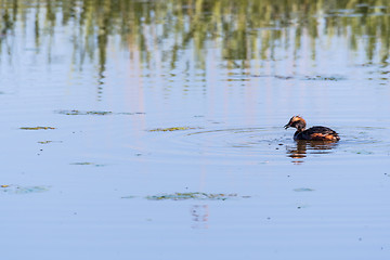 Image showing Slavonian Grebe with a just caught small fish