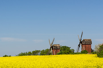 Image showing Old wooden windmills by a blossom rapeseed field