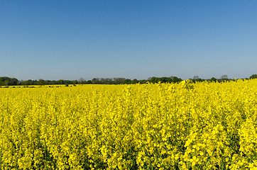 Image showing Blossom rapeseed field