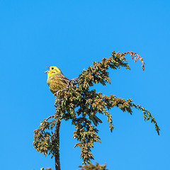 Image showing Singing Yellowhammer on a twig