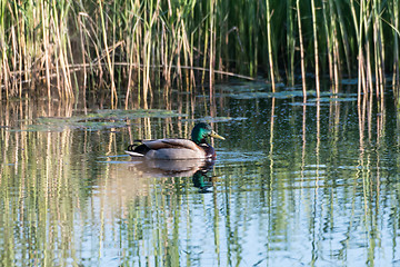 Image showing Male Mallard Duck in a pond