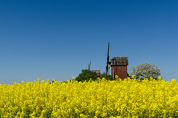 Image showing Wooden windmills by a blossom canola field