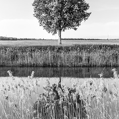 Image showing Green tree in the field by river.