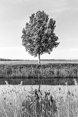 Image showing Green tree in the field by river.