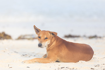 Image showing Vagabond dog on the beach.