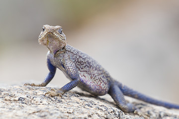 Image showing Mwanza flat-headed rock agama, Serengeti National Park, Tanzania.