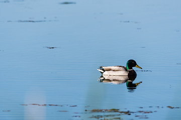 Image showing Beautiful sunlit Mallard