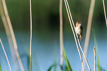 Image showing Singing Reed Warbler in natural habitat