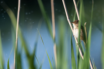 Image showing Hidden Reed Warbler