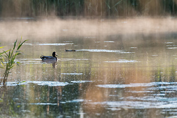 Image showing Wonderful early morning in the pond