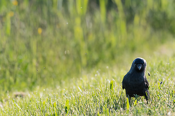 Image showing Eye contact with the Jackdaw