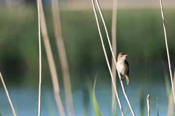 Image showing Reed Warbler in its natural habitat
