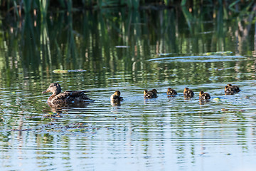 Image showing Female Mallard with chicks