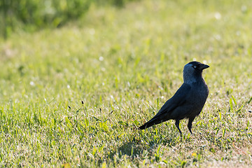 Image showing Watchful jackdaw bird