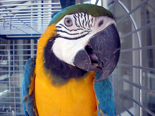 Image showing Parrot