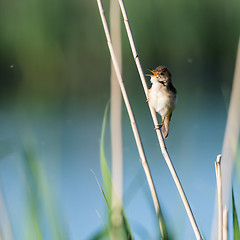 Image showing Singing Reed Warbler sitting on a reed straw