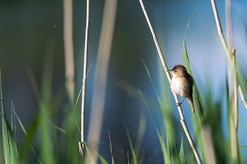 Image showing Cute songbird, Reed Warbler, sitting in the reeds