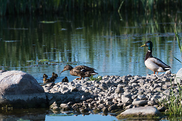 Image showing Mallard family, female, male and ducklings