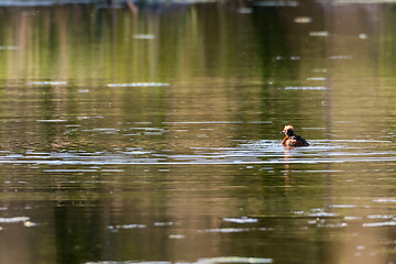 Image showing Sunlit Black Grebe in the early morning sunshine