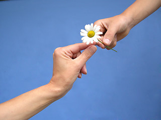 Image showing Gives a daisy away