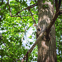 Image showing Squirrel On A Tree Among Foliage