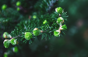 Image showing Fresh Sprouts Of Korean Fir Closeup