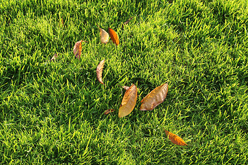 Image showing Autumn leaves on a green lawn