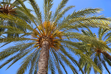 Image showing Branches of beautiful palm trees