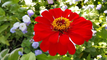 Image showing Closeup of red Zinnia flower 