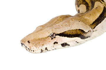 Image showing Head of a Boa