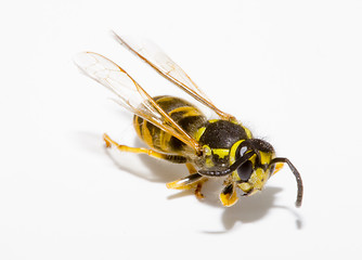 Image showing Wasp