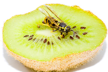 Image showing Wasp on a Kiwifruit