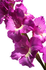 Image showing Gladioli