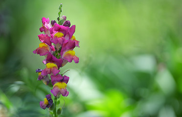 Image showing Antirrhinum cirrhigerum flower 