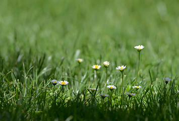 Image showing Daisy flowers in spring 