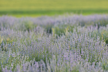 Image showing Lavender Flowers Field