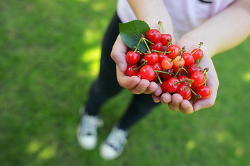 Image showing Handful of cherries in garden