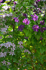 Image showing Clematis flowers on fence 