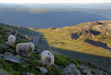 Image showing Three Sheeps in Norwegian mountain