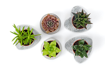 Image showing Variety of succulents in concrete planters