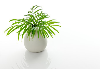 Image showing Green palm leaves in a white ceramic vase