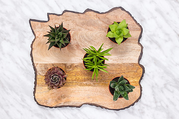 Image showing Little succulent plants on beautiful wooden surface