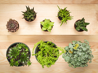 Image showing Potted succulent plants on wooden background