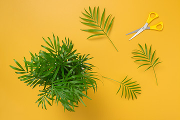 Image showing Little palm tree on bright yellow background