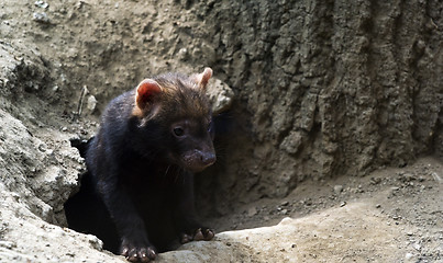 Image showing Portrait of bush dog puppy